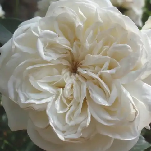 Alb - Trandafiri - Blanc Meillandecor® - 